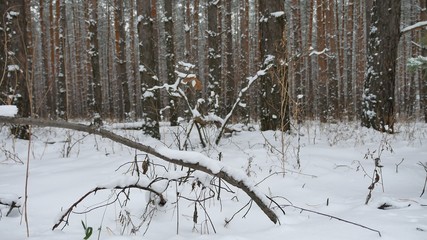 tree trunks christmas tree winter forest nature pine landscape beautiful