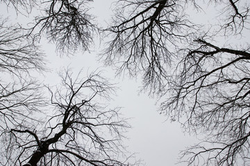 Bare Tree Branches on a white pale sky
