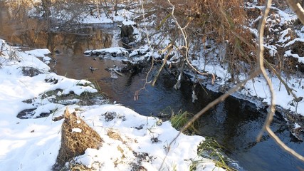 Forest creek flowing grass in the forest nature late beautiful winter landscape dry tree branches