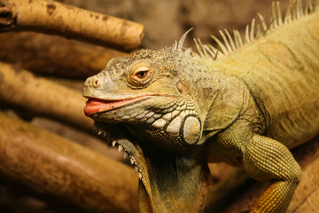 A beautiful close-up of a brown iguana