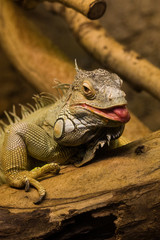 A beautiful close-up of a brown iguana