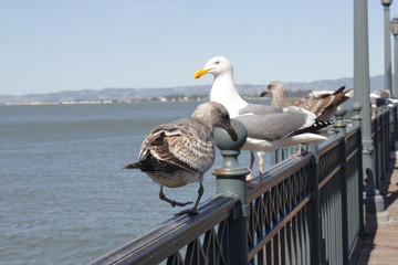 Seagulls, San Francisco