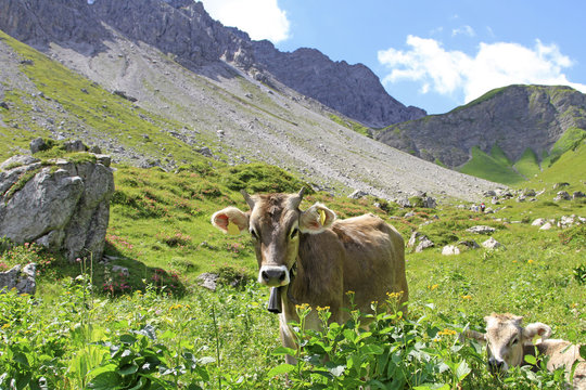 Kühe in den Allgäuer Alpen bei Oberstdorf