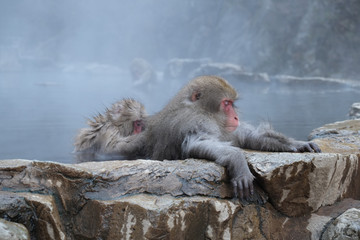 温泉に入る猿　地獄谷野猿公苑　長野県