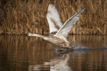 Mute Swan, Swans, Cygnus olor