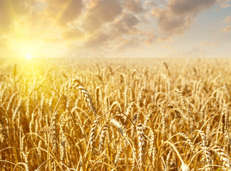 Naklejka premium Wheat field on sunset