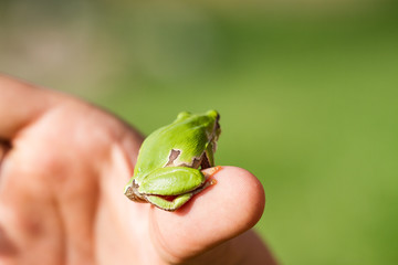 A beautiful green frog sitting on a hand