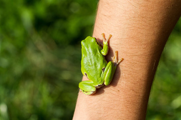 A beautiful green frog sitting on a hand