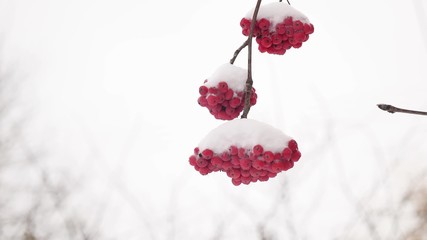 red bunches winter branch of rowan covered with the first snow