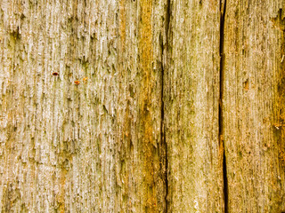 Background wood. 