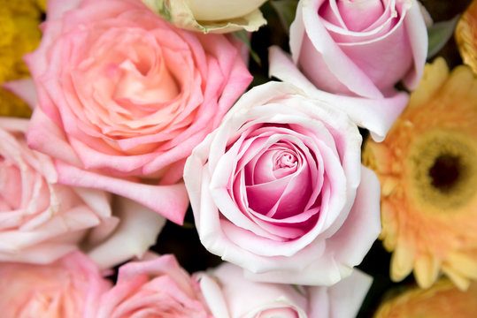 Colorful variety pink roses flower bouquet as a floral background with soft focus and copy space.