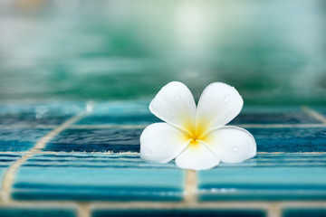 Perfect one White Plumeria flower on ceramic tile border of swimming pool over bokeh blur water background. Copy space. Good for brochure, booklet, leaflet advertising for spa and hotel or sport club.
