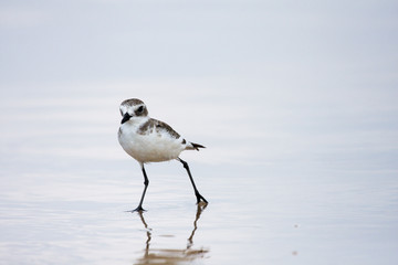 Lesser Sand Plover. Charadrius mongolus