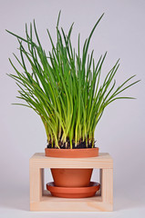 frischer Schnittlauch