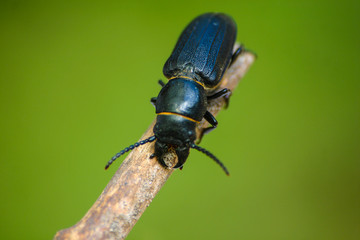 Black beetle on a wooden stick