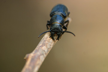 Black beetle on a wooden stick