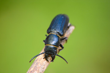Black beetle on a wooden stick