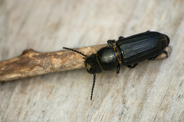 Black beetle on a wooden stick