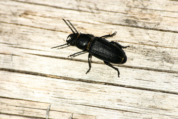Black beetle on a wooden stick