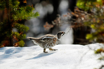 wood grouse