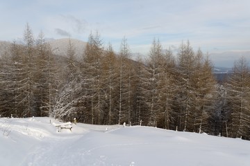 Chemin Vosgien sous la neige
