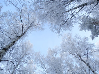 winter landscape forest in snow frost
