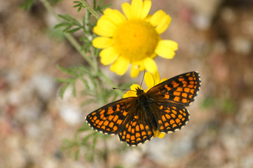 A beautiful orange butterfly on a flower