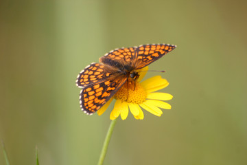 A beautiful orange butterfly on a flower