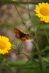 A beautiful orange butterfly on a flower