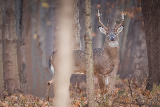 Big Buck in the Woods