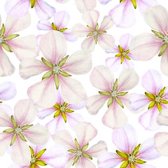 Seamless pattern of  apple flowers