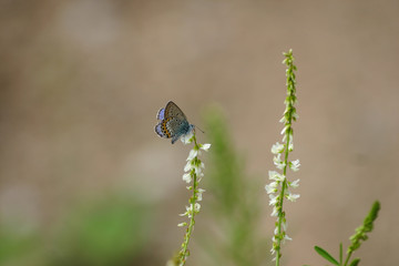 A beautiful blue butterfly on a flower