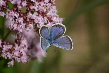 A beautiful blue butterfly on a flower
