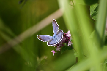 A beautiful blue butterfly on a flower