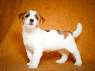 Jack Russell Terrier puppy