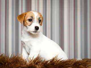 Jack Russell Terrier puppy