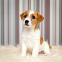 Jack Russell Terrier puppy