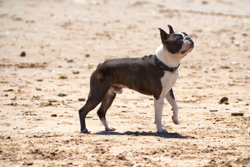 dog breed Boston Terrier at the beach