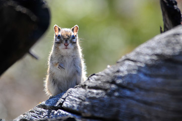 Chipmunk sitting on a tree