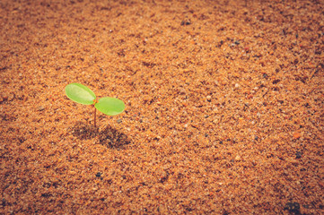 Small trees on the sand
