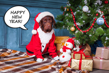 The black labrador retriever sitting with gifts on Christmas decorations background