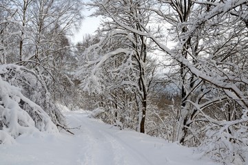 Sentier Vosgien 