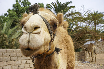 The Egyptian dromedary