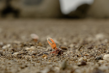 FIDDLER CRAB
