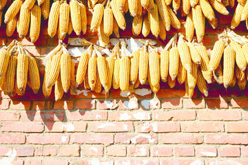 Corn drying on a wall in China.