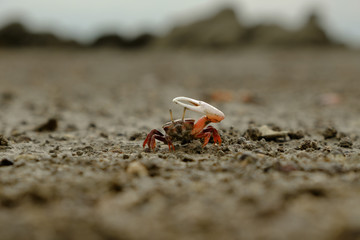 FIDDLER CRAB