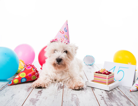 West Highland terrier with happy birthday cake,a party hat ,on wood , isolated on white background