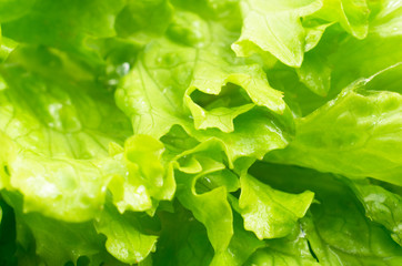 Macro view of the leaves of lettuce in a salad