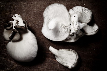 Oyster mushroom