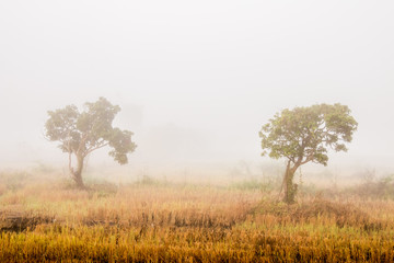 Naklejka na ściany i meble trees in field and the mist
